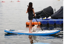 반려견까지 태워?…뚝섬 윈드서핑장 불법 영업 성행