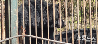 [영상]우려가 현실로…용인 곰 사육농장서 또 곰 5마리 탈출