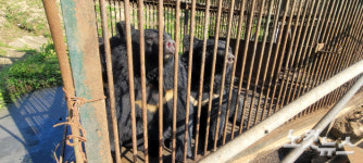 곰 탈출 한 달 수색 장기화…겨울잠 자나