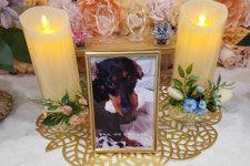 [단독]학대 의혹 동물병원의 진단서엔 모든 건 보호자 동의