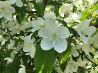 농촌진흥청, 꽃사과 품종 확대 보급