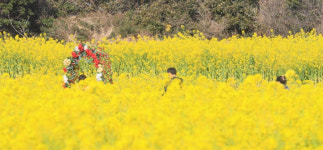 전남 구례군, 오섬권역 유채 경관단지 조성 첫발