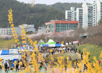대전 서구 정림동 벚꽃축제 3년 연속 취소…내년 기약