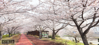 부산 벚꽃명소 삼락공원 주말 2만 5천 명 방문 예상…특별 순찰활동