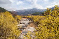 꽃길을 걸어요 산수유의 고장 구례 관광객 줄이어