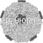 환절기 리노바이러스 감염 ↑