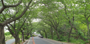 하이힐 산책도 편안한 봄꽃 호수길 군산 물빛길[전라북도 천리길]
