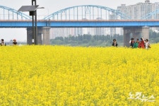 노랗게 물든 서래섬