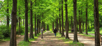 2.2km 말 없이 걸어보세요 서울 메타세쿼이아길 연초록빛 향연