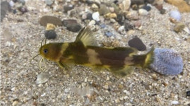 멸종위기1급 꼬치동자개, 경북 고령 가야천에 방류