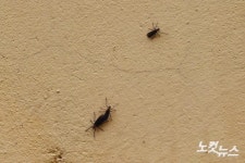 도심 점령 러브버그