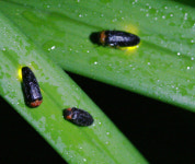 낮에는 강수욕 밤에는 반딧불, 여름휴가 PICK 무주 예향천리 금강변마실길 1코스[전라북도 천리길]