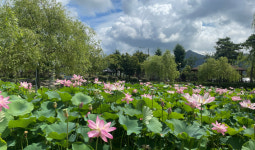 색색의 그윽한 향 물씬…고성 상하수도사업소에 활짝 핀 연꽃