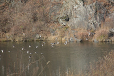 용담호 풍경과 섬바위의 만남 진안 용담댐 감동벼룻길[전라북도 천리길]
