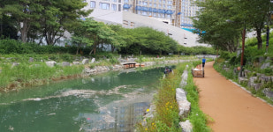 부산 동삼해수천 물고기 떼죽음 원인, 고수온 아닌 오염물질에 무게