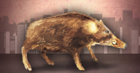 서울 도심 은행 ATM부스 뛰어든 맷돼지…50분만에 사살