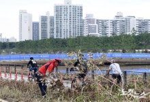 안양천 산책로 정리