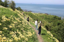 붉노랑상사화 이달 말 절정…전북 부안 변산마실길