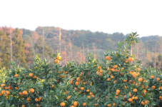 올해산 제주 노지감귤 생산량 1만 톤 감소할 듯