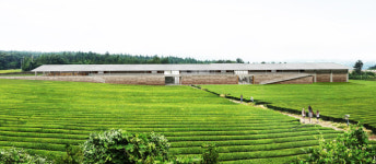 완제품 생산 제주 첫 녹차 가공공장 들어선다