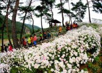 단풍과 구절초가 가득한 대장금의 고향 정읍 대장금 마실길[전라북도 천리길]