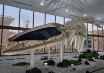 수염 달린 12.6m 참고래 보러 제주 오세요[영상]