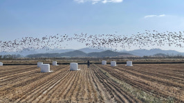 함평 종오리 농장에서 H5형 항원 검출…전남 22번째