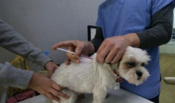 5일부터 동물병원 진료비 게시 의무화