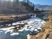 부산 기장군 좌광천 흰 거품에 물고기 집단폐사