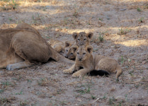 한 밤 동물농장 탈출한 어린 사자 2마리…야산서 생포