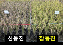 전북 농업단체 정부, 신동진 수매 중단 즉각 철회해야 성명