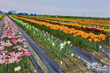 군산시 새만금 인근에 화훼경관농업 추진