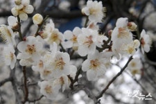 청계천 하동매실거리 산책로에 핀 매화