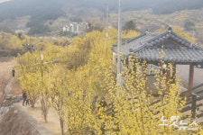 광양 매화·구례 산수유, 봄꽃 활짝 핀 전남 동부권 축제 성황