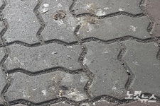 광주 교량 교각 하부서 서식하는 비둘기 골칫덩이