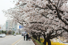 봄기운 물씬 꽃망울 터뜨린 충북 봄꽃, 상춘객 손짓