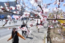 서울에 벚꽃 공식 개화…역대 두 번째 빠른 개화