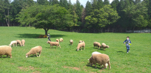 초지에 뛰노는 가축들…경남 방목생태축산농장 4곳 선정