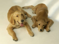 유기동물 입양하면 진료비 지원…경남 공감 동물병원 운영