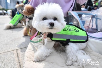 '나는 반려견 순찰대!'