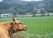 소가 들이 받은 우사 울타리에 농장주 부상