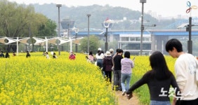 서래섬 유채꽃 축제 찾은 시민들