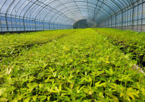 해남 황칠나무, 제61호 지리적표시품목 등록…전남 9번째