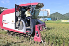폭우 이겨낸 햅쌀…고흥 동암마을, 올해 첫 수확