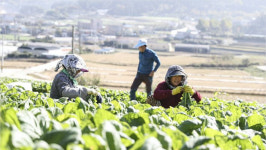 여수는 갓김치 여수 고향사랑기부 답례품 선호도 1위