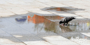광주 서구 한 근린공원서 비둘기 20여 마리 집단폐사