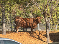전북 임실서 백신 접종하던 소 탈출…인명 피해 없어