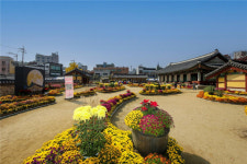 원주 강원감영 국화전시회 흥행, 경제효과 성료