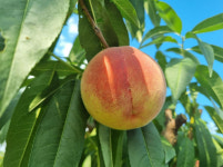 경북농업기술원, 백도 신품종 미소향 품종보호출원