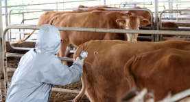 고창 한우농장 럼피스킨 확진…전북 모든 소 백신접종